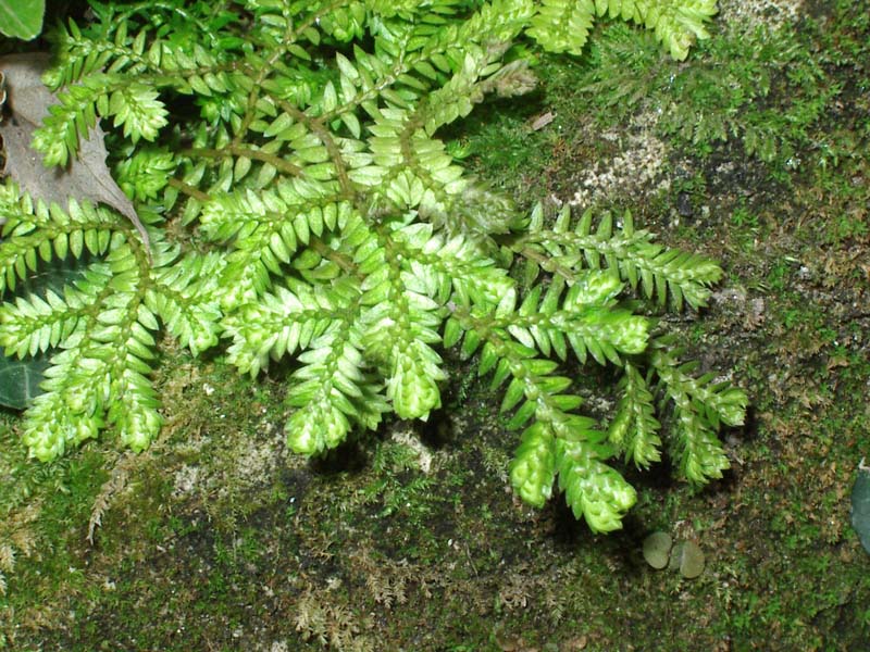 Selaginella kraussiana / Selaginella di Krauss